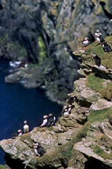 UK Coastal Scenery Impressions: Puffins on cliffs