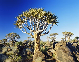 Namibian Natural Landmarks Impressions: Quivertrees