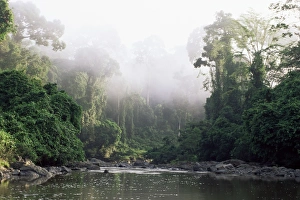 Tropical Rainforest Ecosystems Impressions: Rainforest