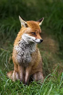 Images Liées Impressions: Renard roux, Vulpes vulpes, captif(e), Royaume-Uni(que) et l'Europe
