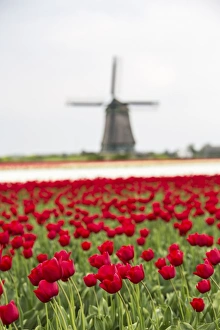 Dutch Tulip Fields Impressions: Red tulip fields frame the windmill in spring, Berkmeer, Koggenland, North Holland