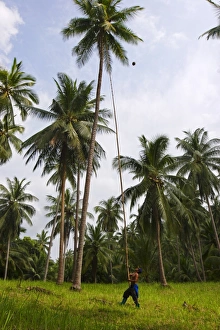 Koh Samui Travel Photography Impressions: Removing coconuts using a bamboo pole