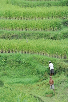 Rice Field Landscape Impressions: Rice fields