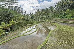 Les terasses de riz submergées dans la jungle à Bali en Indonésie en Asie du Sud-Est