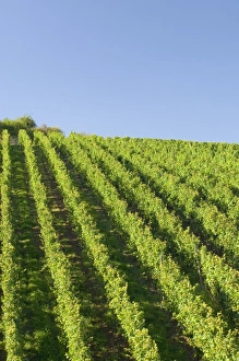 Moselle Wine Region Impressions: Rows of grape vines