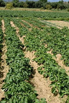 Cretan Landscape Photography Impressions: Rows of potatoes
