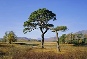 United Kingdom Rural Scene Impressions: Scots Pine Trees