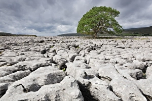 Rock Formation Erosion Process Impressions: Single tree on limestone pavement