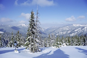 Central European Nature Views Impressions: The snow covered pines form a regular pattern along