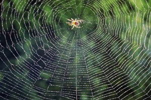 Spider Web Photography Impressions: Spider in the centre of its web