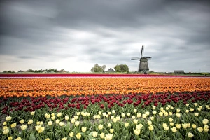 Tulip Fields Netherlands Impressions: Spring clouds over fields of multicolored tulips and windmill, Berkmeer, Koggenland