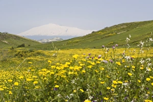 Sicily Nature Photography Impressions: Spring meadow