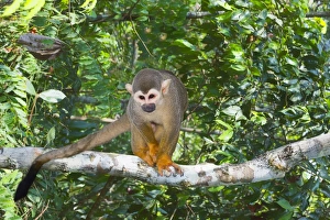 Brazilian Nature Scenes Impressions: Squirrel monkey (Saimiri sciureus), Amazon state, Brazil, South America