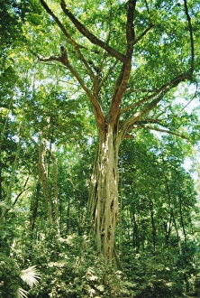 Australian Native Trees Impressions: Strangular Fig Tree in rainforest, Cape Tribulation National Park, Queensland, Australia