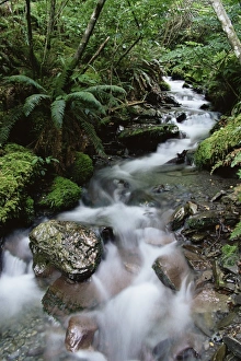 New Zealand Rainforest Impressions: Stream through rainforest