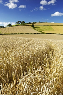 Peaceful English Countryside Impressions: Summer Fields, Thorverton, Devon, England, United Kingdom, Europe