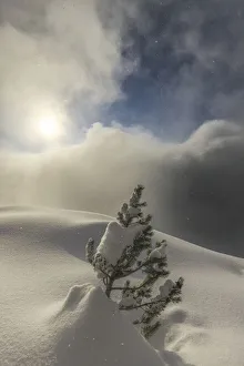 Valtellina Landscape Impressions: The sun illuminates small pine tree during a snowfall, Valmalenco, Valtellina, Lombardy