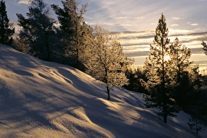 Contemporary European Landscapes Impressions: Sun through trees