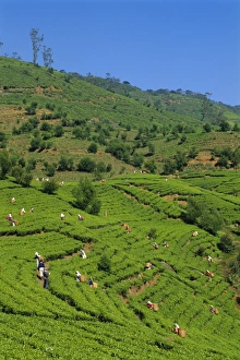 Tea Plantation Scenery Impressions: Tea pickers at work