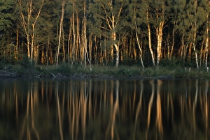 Tree Reflection Photography Impressions: Tree reflection