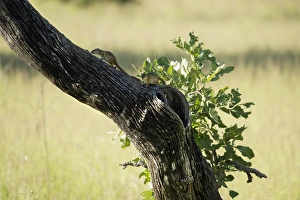 Horizontal Animal Photography Impressions: Tree squirrel (Paraxerus cepapi), South Luangwa National Park, Zambia, Africa