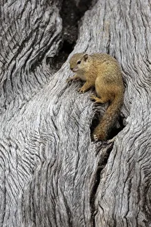 Mashatu Game Reserve Impressions: Tree squirrel (Paraxerus cepapi), Mashatu Game Reserve, Botswana, Africa