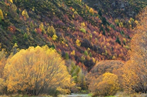 South Island Scenic View Impressions: Trees, Arrowtown