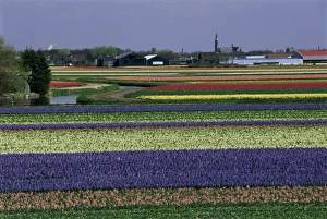 Holland Spring Flowers Impressions: Tulip fields