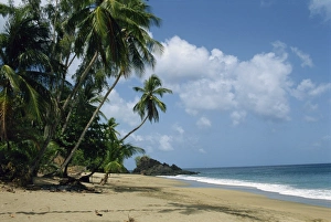 Colorful Tropical Landscape Impressions: Turtle Beach