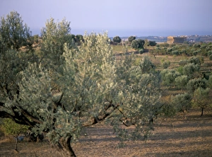 Agrigento Sicily Impressions: The Valley of the Temples