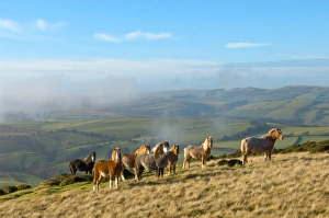 Uk Rural Scenery Impressions: Welsh ponies, Eppynt, Cambrian Mountains, Powys, Wales, United Kingdom, Europe