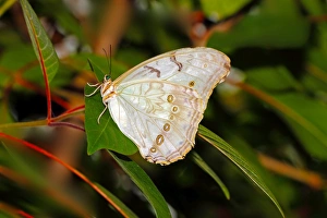 White Butterfly Species Impressions: White Morpho (Morpho polyphemus)
