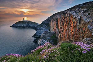 Anglesey Impressions: Fleurs sauvages sur les falaises au-dessus du phare de Stacks à la fin d'un après-midi ensoleillé dans le parc naturel