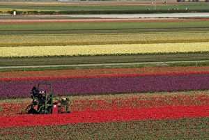 Tulip Fields Impressions: Working in the tulip rows in the bulb fields