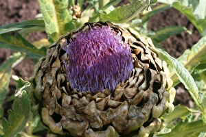Artichoke Close Up Impressions: Artichoke