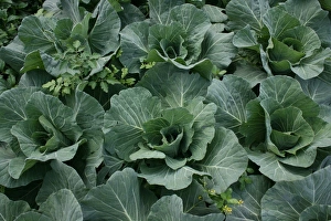 Brassica Oleracea Varieties Impressions: Cabbage