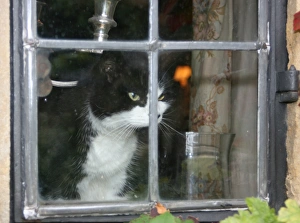 Domestic Cat Picture Impressions: Cat in the window