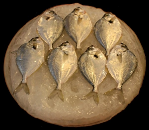 Freshwater Fish Pictures Impressions: Fish on ice