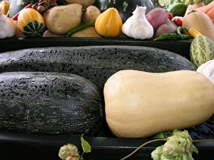Commercial Use Photos Impressions: Mixed marrows