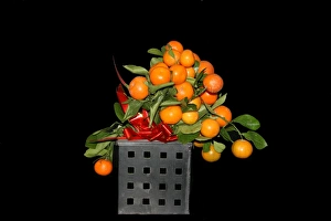 Colorful Citrus Fruits Impressions: Oranges