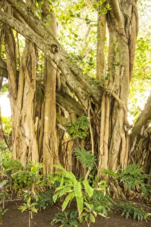 Mauritius Island Impressions: Banyan tree, Trou D eau Douce, Flacq, East Coast, Mauritius