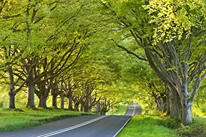 British Travel Destinations Impressions: Beech tree lined road in springtime, Nr Wimborne, Dorset, England. Spring