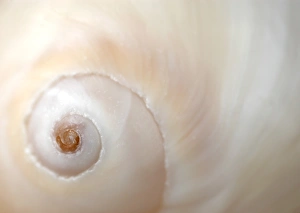 Seashell Images Impressions: A close up of a shell