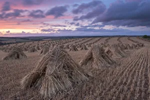 Summer Landscapes In Europe Impressions: Corn stooks for thatching, Devon, England. Summer (July)