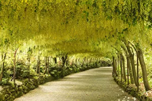 LArc de Laburnum, Jardins de Bodnant, près de Tal-y-Cafn, Conwy, Pays de Galles.