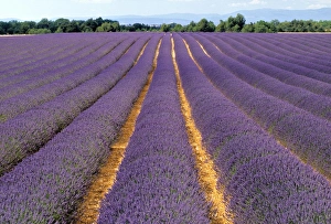 Lavender Fields In Provence Impressions: Lavender fields