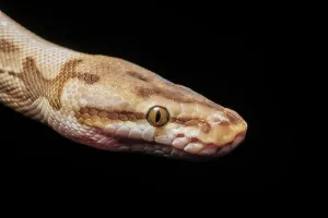 Royal Python Impressions: Royal Python (Python regius) - captive bred Spider Ball Python Morph, Ontario, Canada
