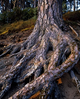 Scotland Nature Photography Impressions: Scots Pine at Glenferness