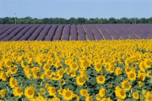 Provence Sunflowers Impressions: Sunflower fields