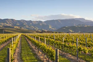 Rangées de vignes et paysage dramatique éclairé au coucher du soleil à Blenheim dans le comté de Marlborough en Angleterre du Sud